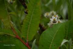 Anaphalis nepalensis